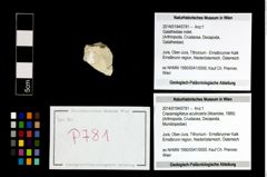 Foto (Objekt + Etikett) von Cracensigillatus acutirostris (Moericke, 1889)  (NHMW-GEO-2014-0194-0781)